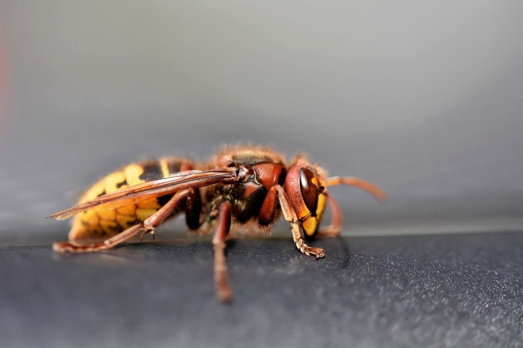 european hornet, hornet, insect-7439863.jpg