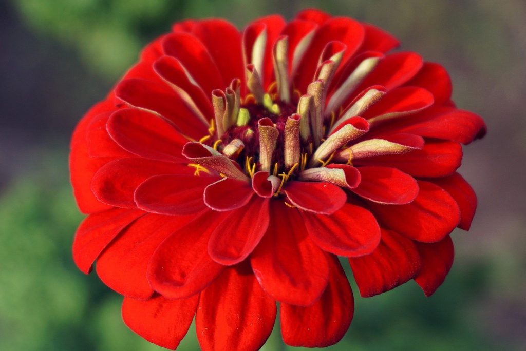 flower, zinnia, red flower-7432368.jpg
