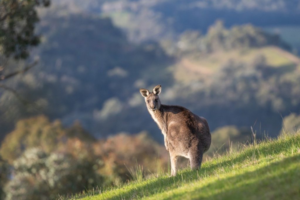 kangaroo, eastern grey kangaroo, wildlife-7423042.jpg
