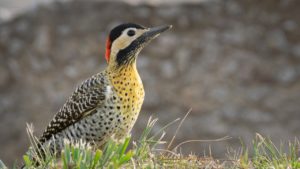 woodpecker, bird, animal-7433307.jpg